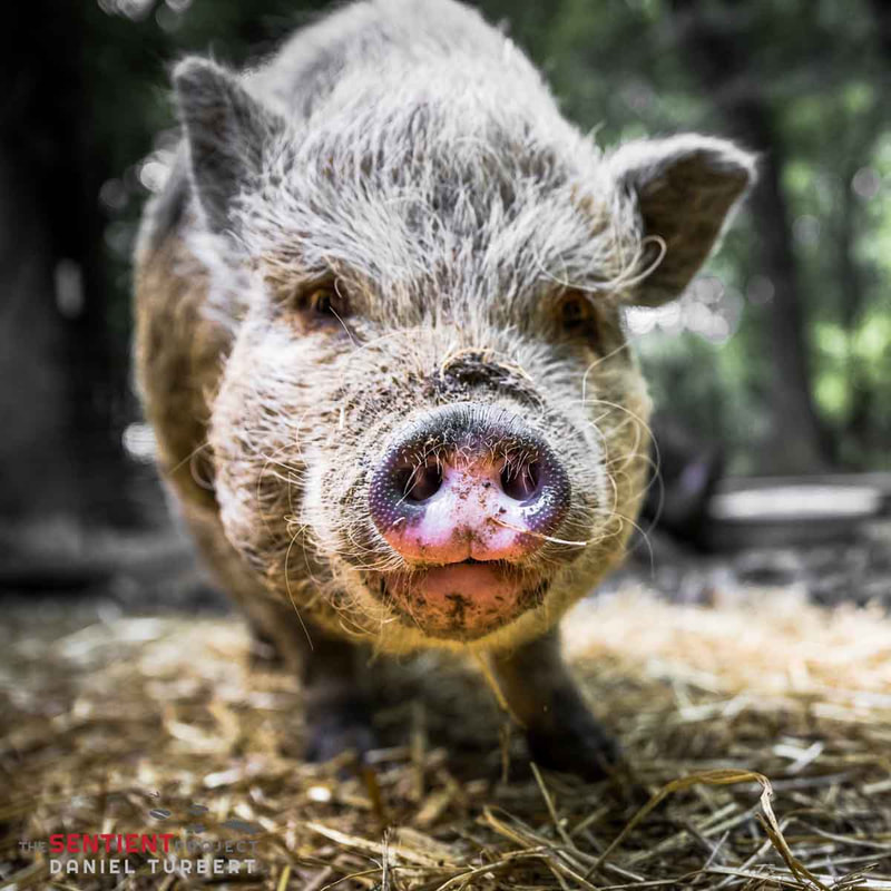Pig Rescue - Sponsor Daisy