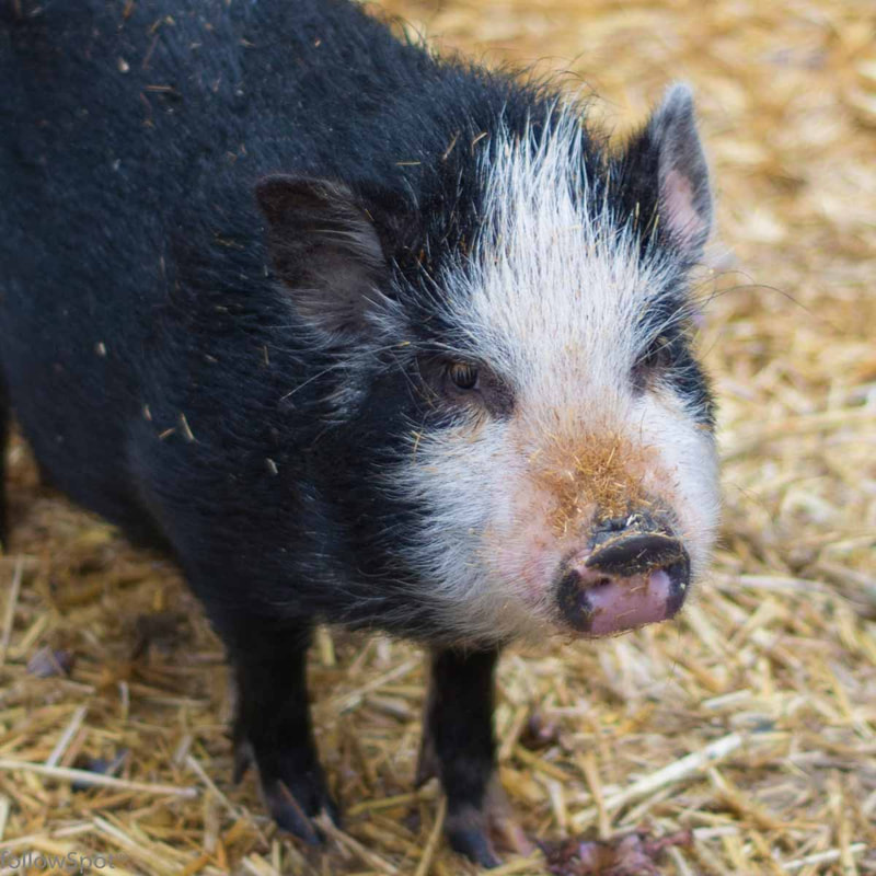 Pig Rescue - Sponsor Ellie