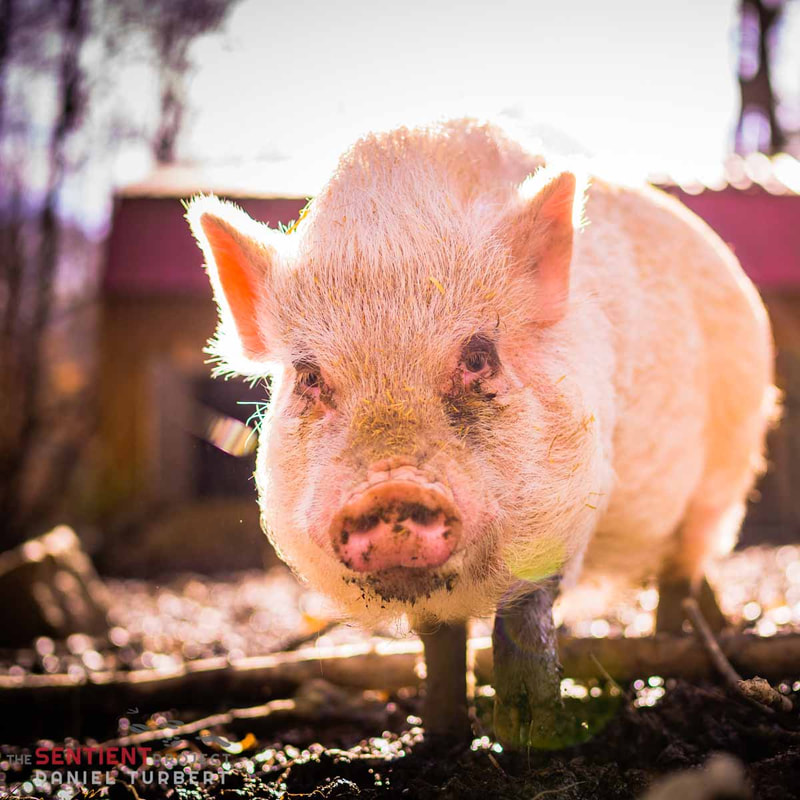 Pig Rescue - Sponsor Gertie