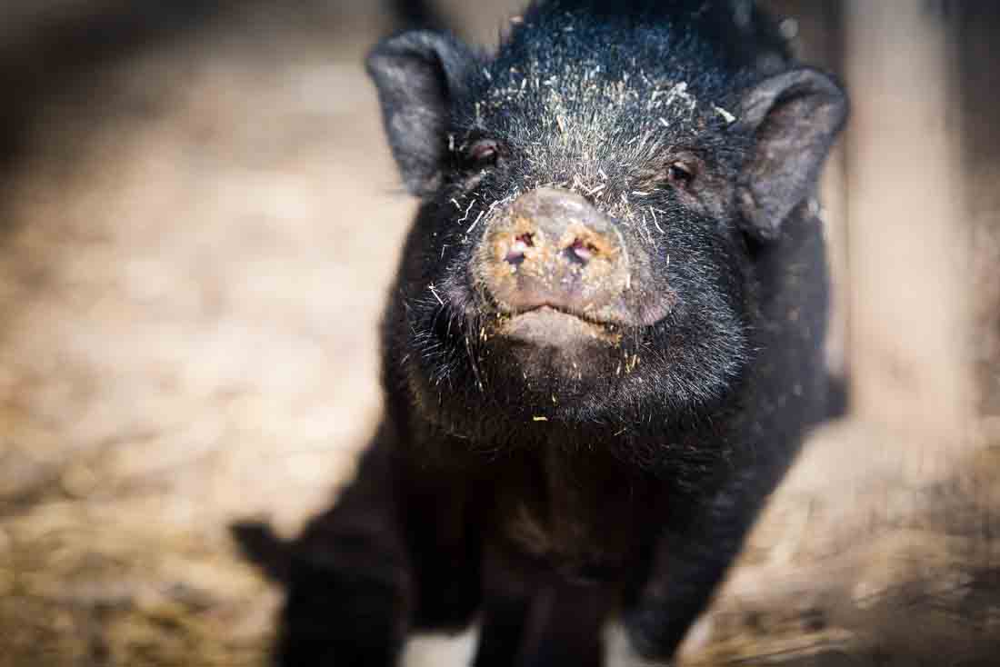 Picture of Black Pig Smiling