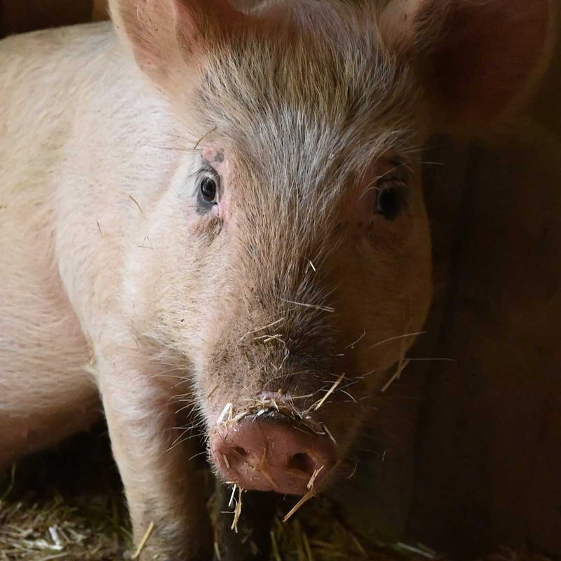 Pig Rescue - Sponsor Petey