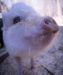 Jenna and Friends Animal Sanctuary: Picture of Miss Gertie the Pig
