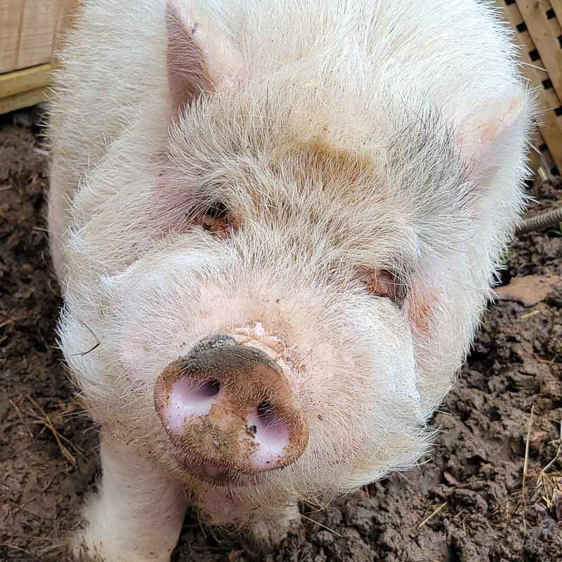 Pig Rescue - Sponsor Ricky